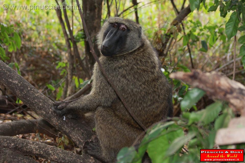 Ethiopia - Mago National Park - Babbuini - 01.jpg